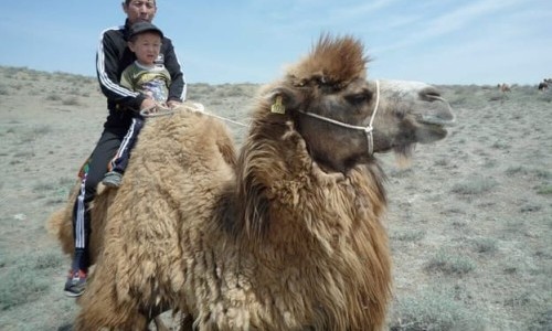 Arte: Camel milk, Kazakhstan's miracle medicine