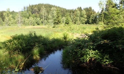 Heil-Kräuterwanderung Hochmoor Enzenau Schindellegi mit Kräutersuppe