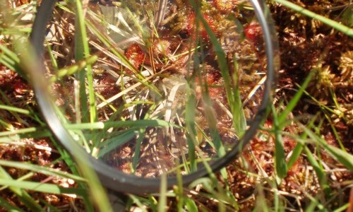 Kräuter-Wanderung Moor Schwantenau Biberbrugg bei Einsiedeln