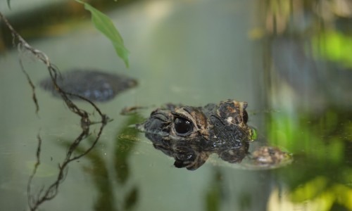 Abendführung im Vivarium