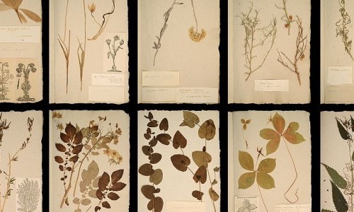 Die ganze Welt in einem Herbarium