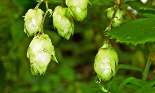 Klee am Kleeplatz, Nachtschatten in der Reitschule und Hopfen am Bierhübeli