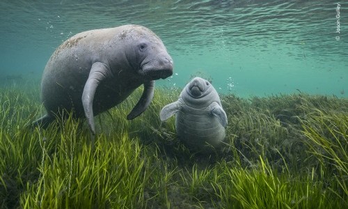 Wildlife Photographer of the Year: Familienrundgang