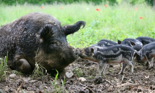 Tierparkführung: Zu Besuch bei Wollschwein und Auerhahn