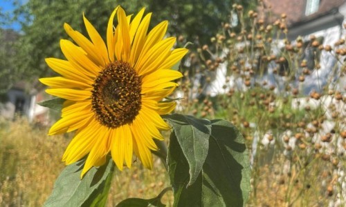 Sonnenblume, Raps, Lupine & Co.: Öl und Eiweiss liefernde Pflanzen