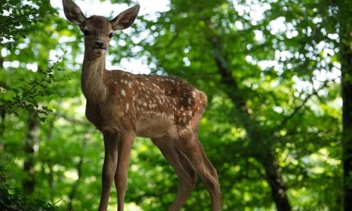 Bambi. Eine Lebensgeschichte aus dem Wald