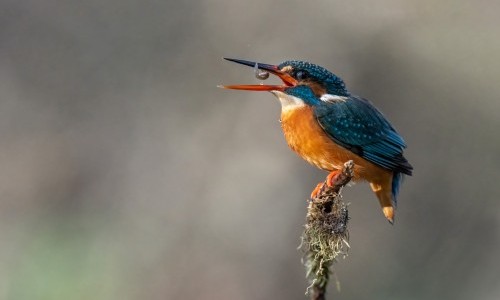 Eisvogel-Safari im Garten des Besuchszentrums