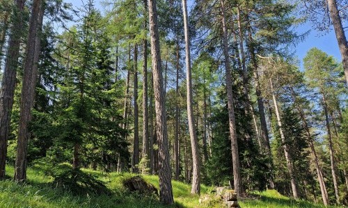 Shinrin Yoku / Waldbaden im Lärchenwald bei Scuol im Engadin