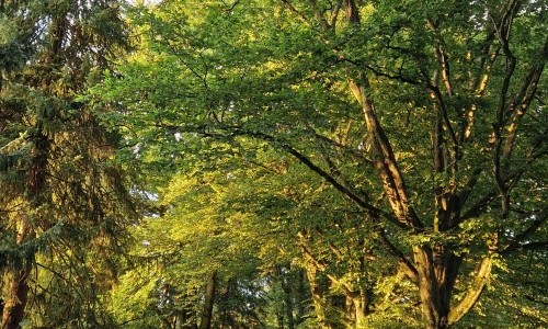 Shinrin Yoku / Waldbaden im Park Sihlfeld